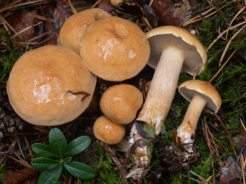 Suillus bovinus